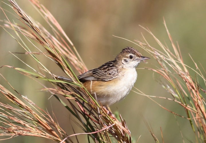 El buitrón, una especie que habita en los alrededores de Rafal. Fotografía: Derek Keats vía Visual Hunt.