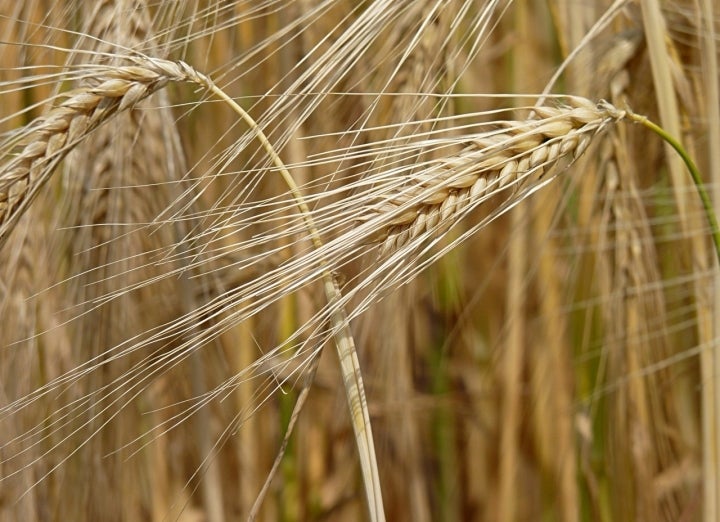 Cisla está rodeado de campos de cereales. Foto: Jamain vía Wikipedia / CC BY-SA.
