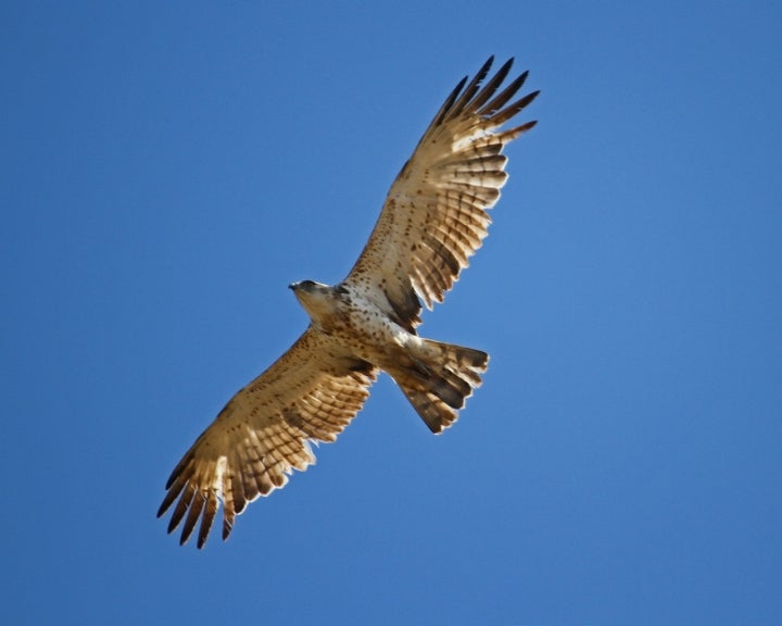 El Águila culebrera habita los alrededores de Menàrguens. Foto: Mick Sway vía Visual Hunt