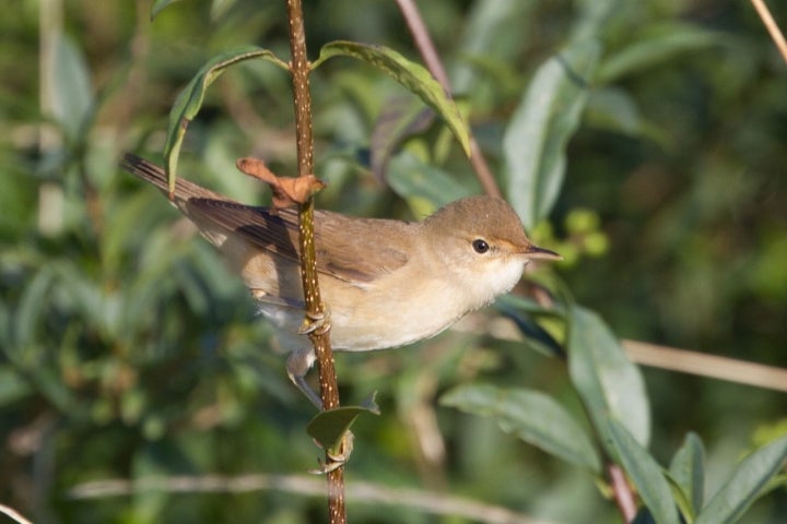 Carricero común, una de las aves que habitan los alrededores de Pozorrubio de Santiago. Foto: Sussexbirder vía Visual Hunt
