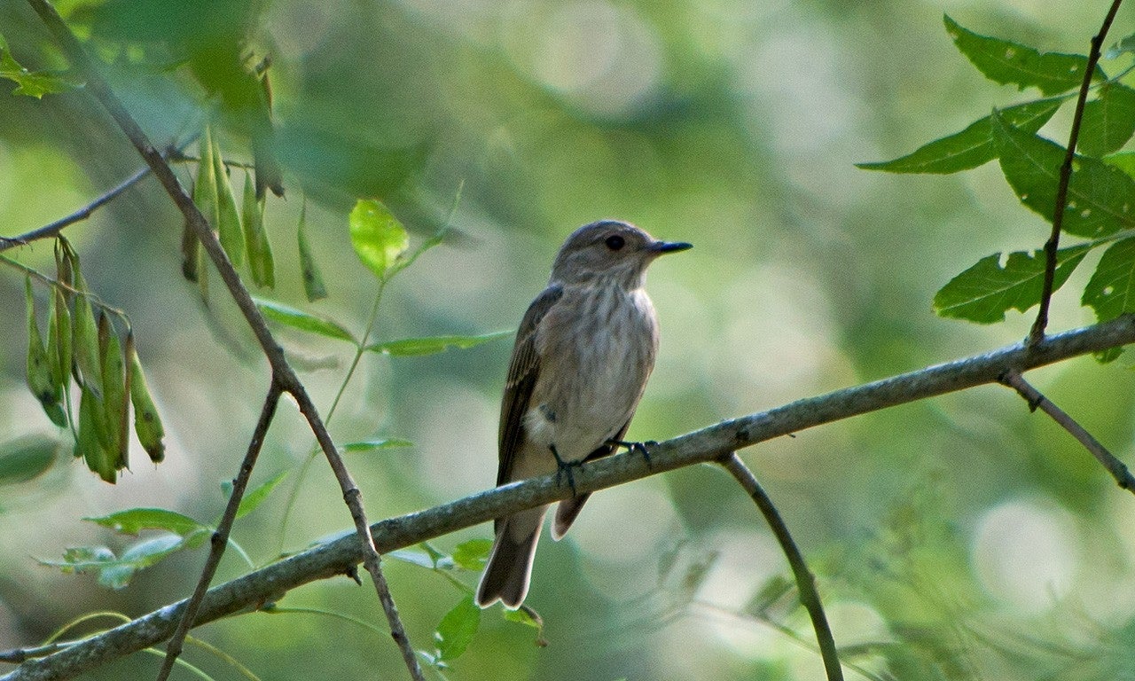 Santa María del Campo Rus