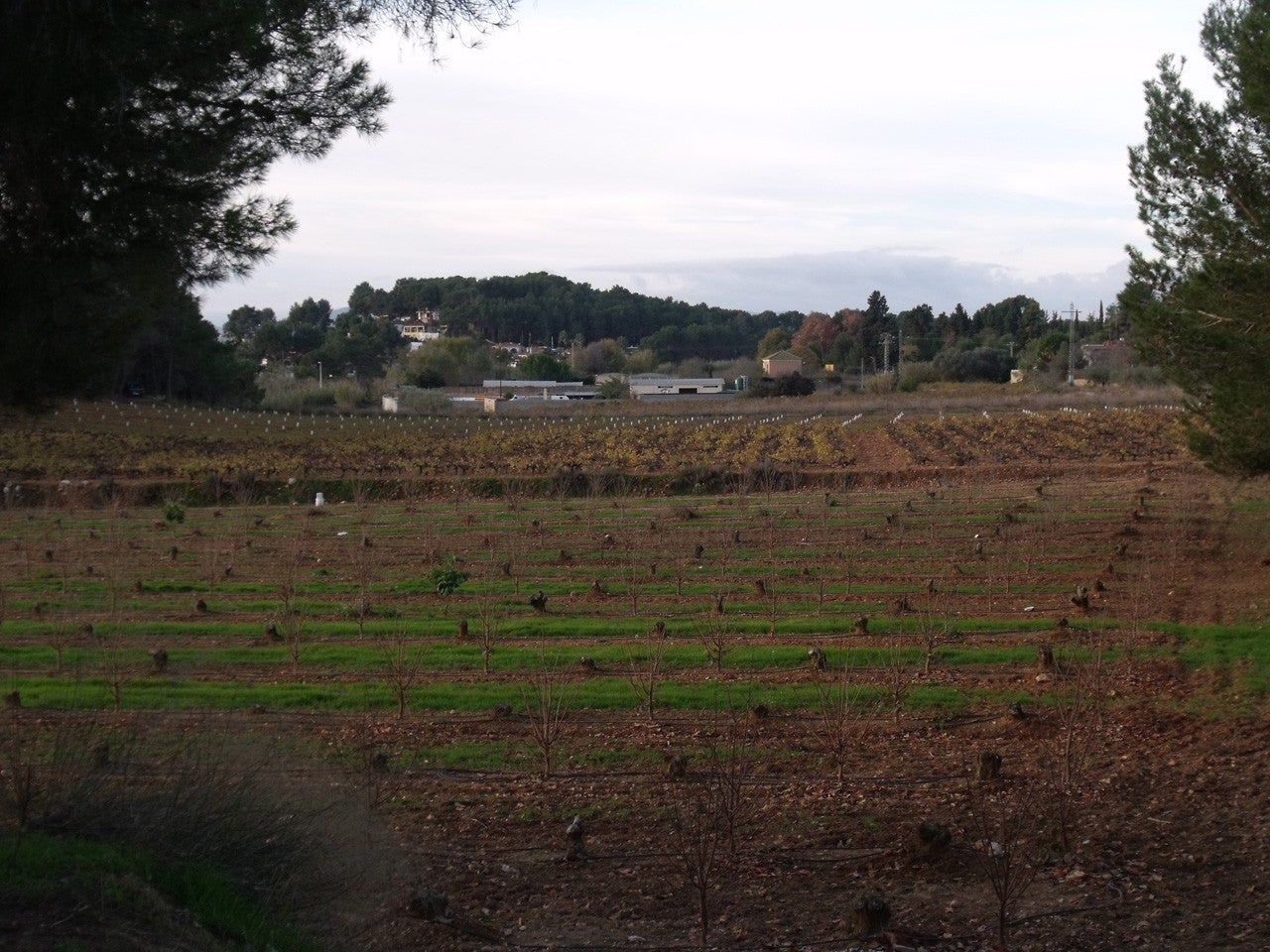 Godelleta