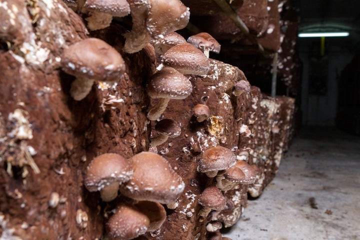 Cultivo tradicional de shiitake en Pradejón. Foto: Pradejoniensis vía wikipedia / CC BY-SA