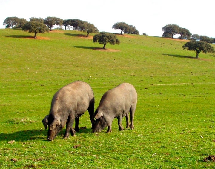La dehesa, uno de los paisajes típicos que encontrará el visitante en este enclave salmantino. Foto: Juan Pablo Zumel Arranz vía Wikipedia / CC BY-SA.
