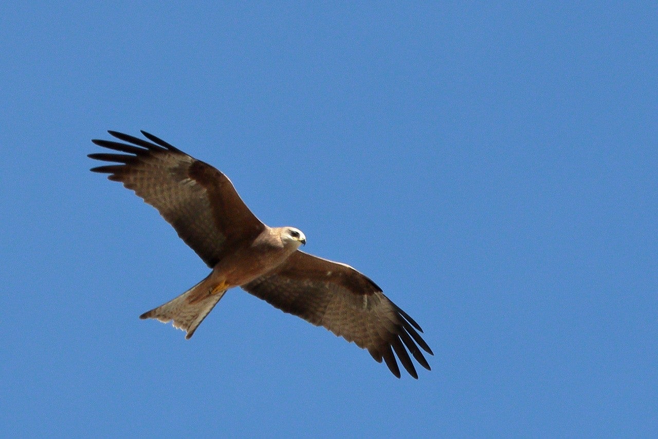 Altarejos
