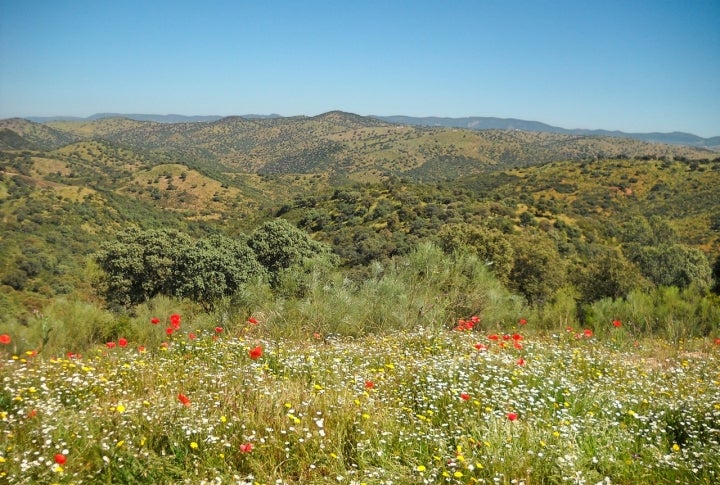 Vista primaveral del valle de la Alcudia, al que pertenece Cabezarrubias del Puerto. Foto: Ameliacsj vía Wikipedia / CC BY-SA