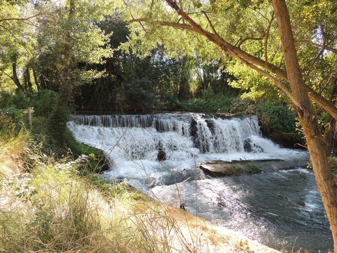 Grisén