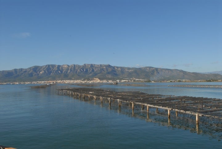 Bahía de Sant Carles de la Rápita, rica en biodiversidad y vegetación. Fotografía: Turismo la Rápita - Delta del Ebro.