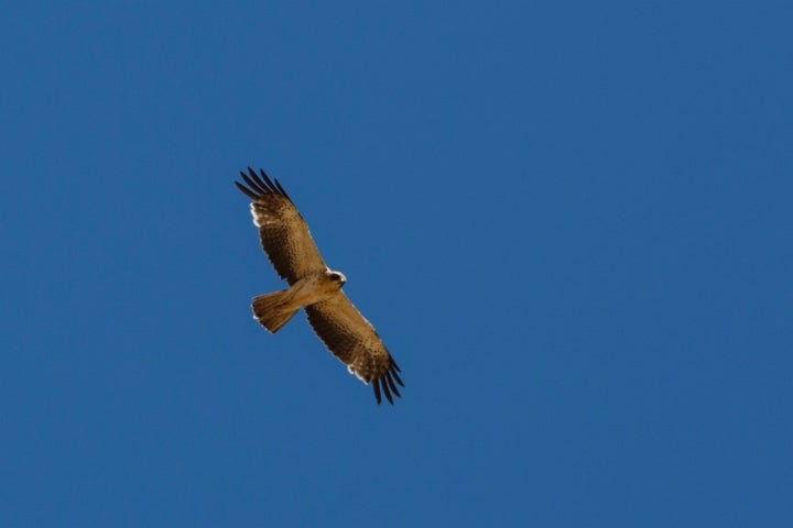 Agulilla Calzada, una de las aves con más presencia en los alrededores de Arguisuelas. Foto: JMArmengod vía Visual Hunt