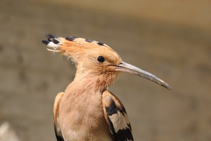 Abubilla, una de las aves que habitan los alrededores de Villar de la Encina. Foto: Michele Lamberti vía Visual Hunt