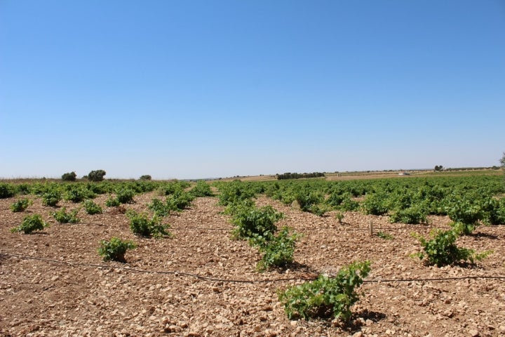 Panorámica del campo manchego en Quintanar de la Orden. Fotografía: Gato Preto vía Wikipedia / CC BY-SA.