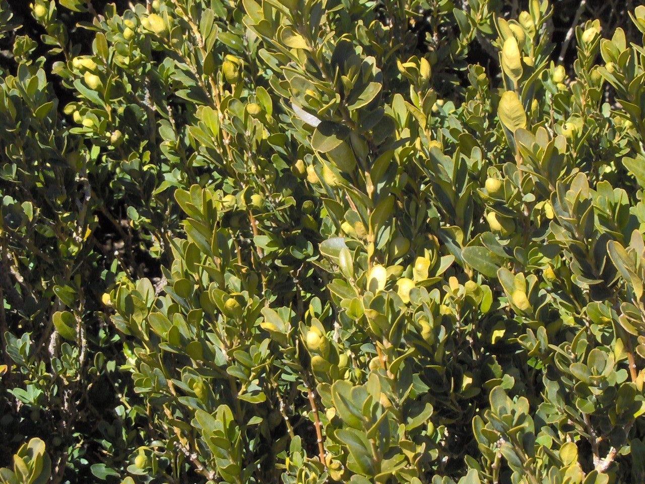 Piqueras