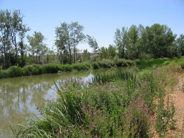 Canal de Castilla a su paso por Osorno la Mayor. Foto: Valdavia vía Wikipedia / CC BY-SA