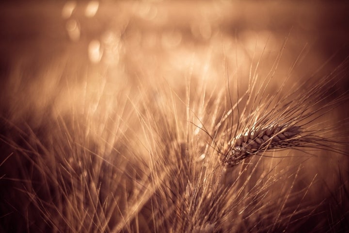 El trigo es una de ls bases de la agricultura en Nogueras. Foto: Paco Espinoza Photography vía Visualhunt / CC BY-SA.