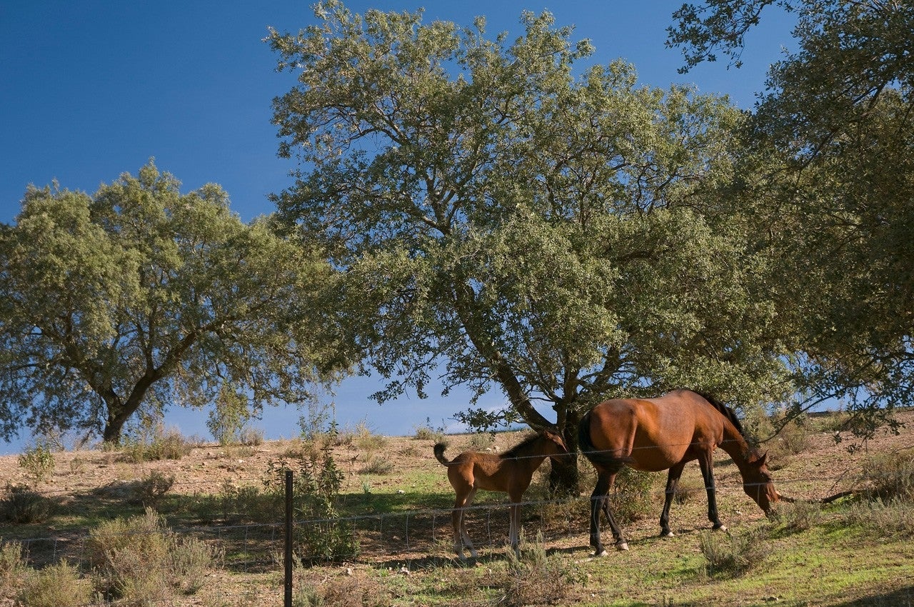 Villanueva de las Cruces