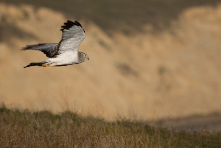 Gavilán rastrero, una de la aves que habitan los alrededores de Villamayor de Santiago. Foto: Canorus vía Visual Hunt