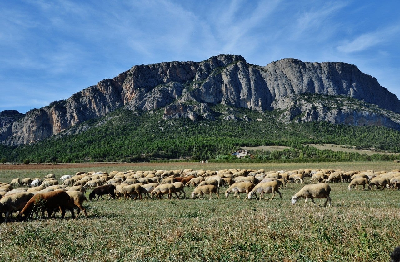 Peramola