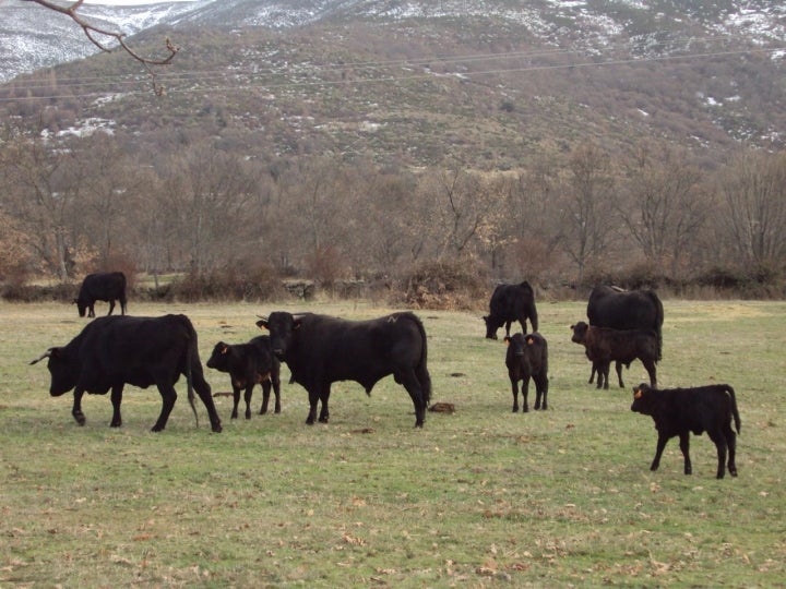 La fuente principal de ingresos de Navaescurial se basa en la ganadería y agricultura. Foto: C3PO vía VisualHunt / GFDL.