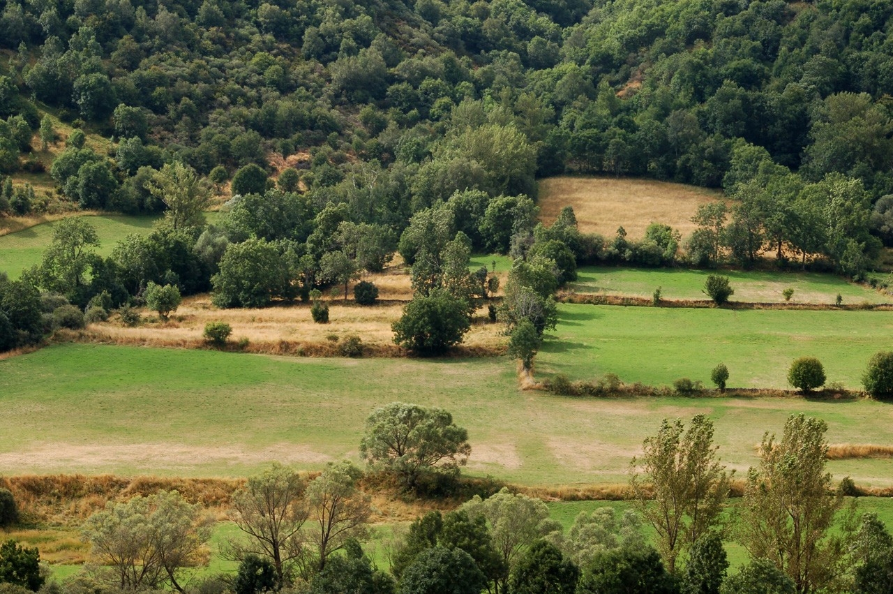 Riello