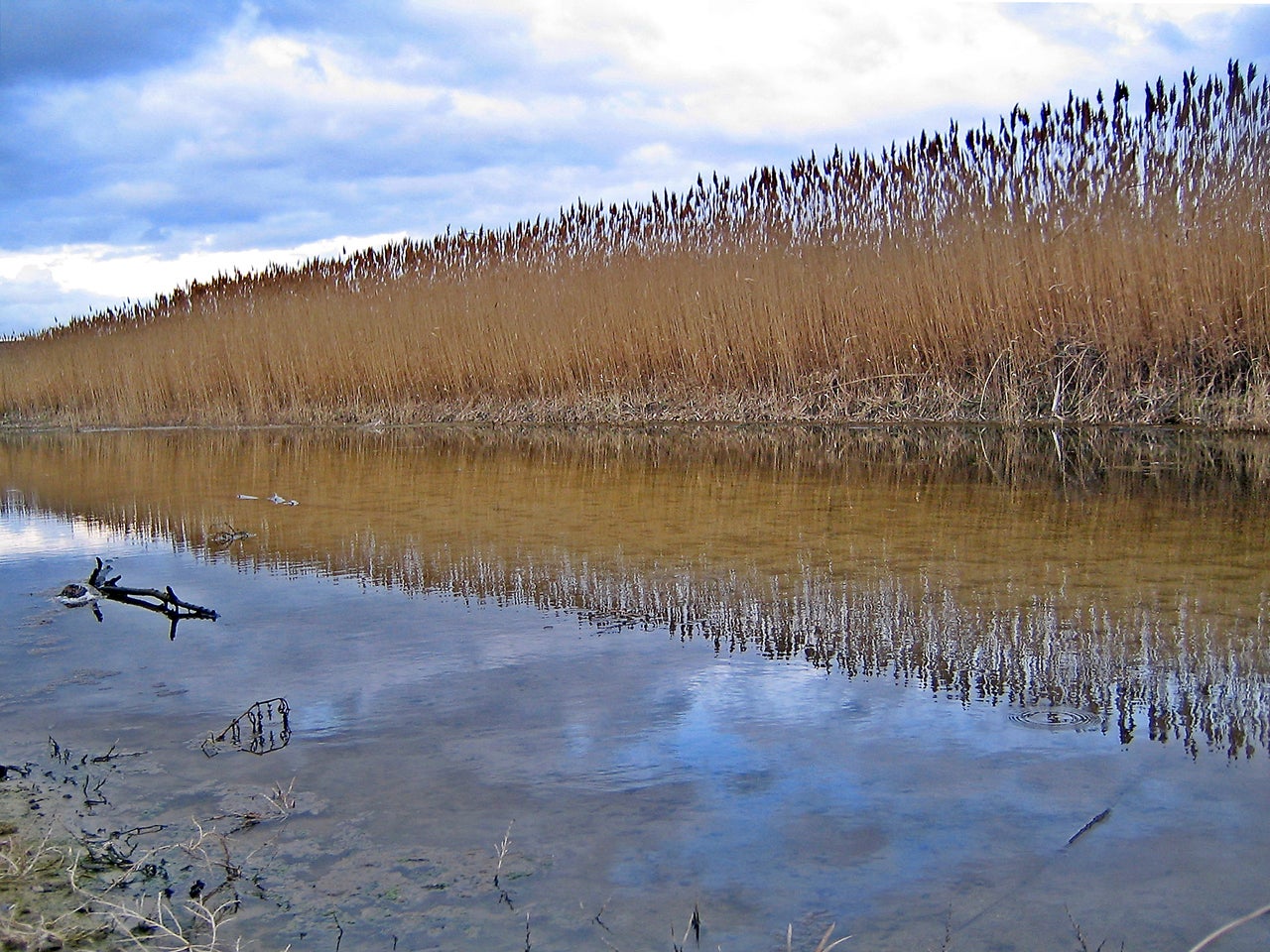 Foto de Desembocadura del río Valtodano. en Bercial de Zapardiel, Ávila