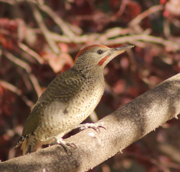 A juvenile male IBERIAN GREEN WOODPECKER ('Picus viridis sharpei') in Madrid (Spain).