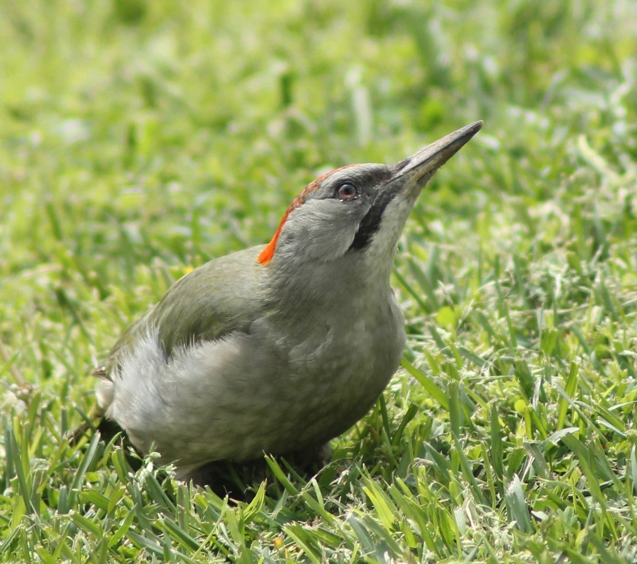Poveda de las Cintas