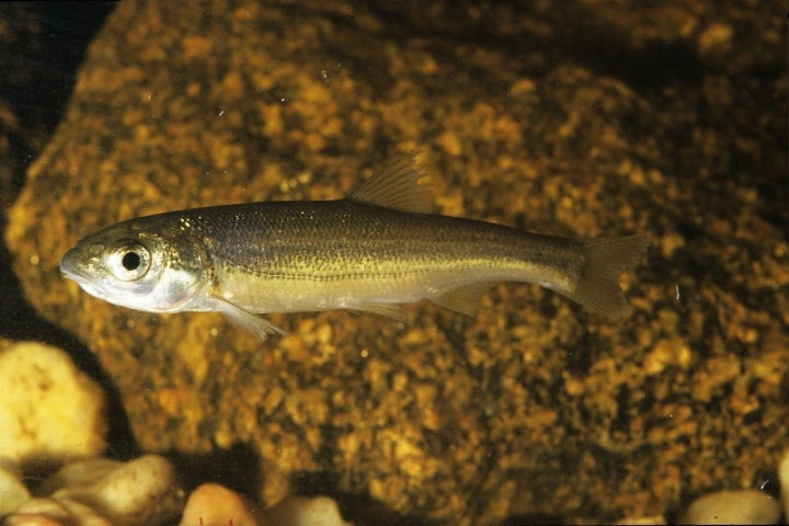 La boga del Tajo, una especie acuática habitual en Herrera de Alcántara. Fotografía: FOTO-ARDEIDAS vía Wikipedia / CC BY-SA.