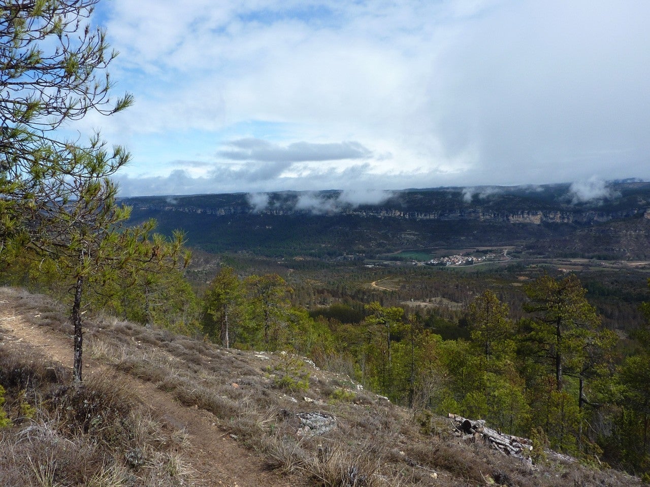 Palomera