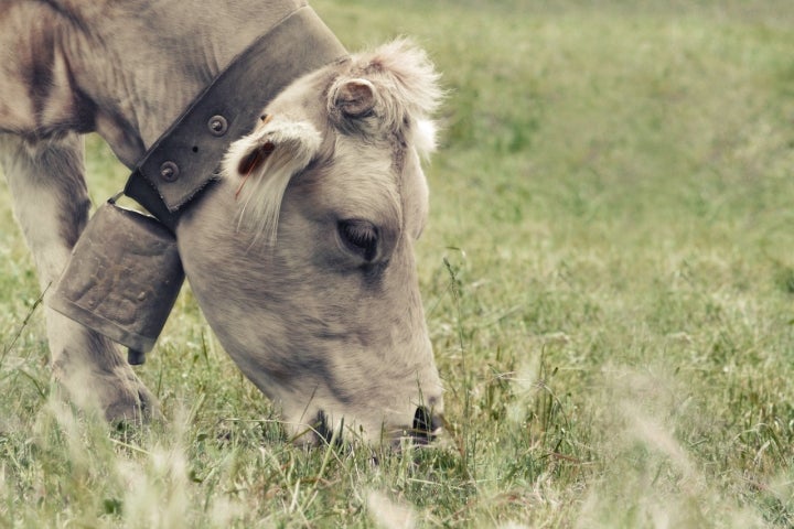 El ganado vacuno forma parte de Monesma y Caijigar. Foto: Juanecd vía Visualhunt / CC BY-SA