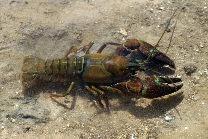 En el río es abundante el cangrejo señal, introducido por el hombre. Foto: David Pérez via Wikipedia / CC BY.