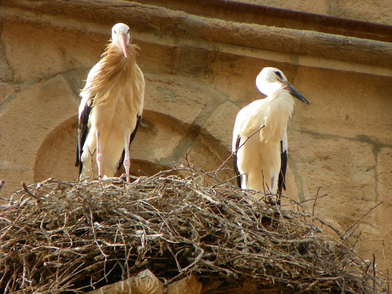 Sudanell