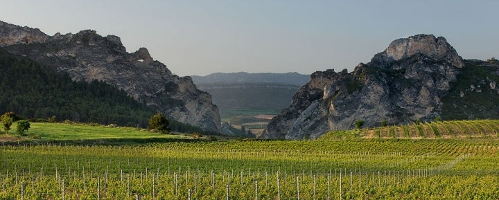 Viñedos en primavera al pie de los riscos de Bilibio, DOC La Rioja, 
Haro, La Rioja