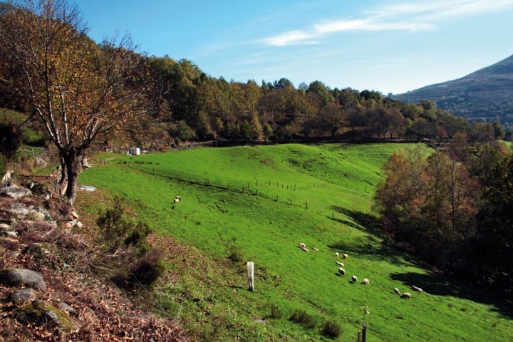Pastos en Vilariño de Conso. Foto: Cortesía Turismo de Galicia.