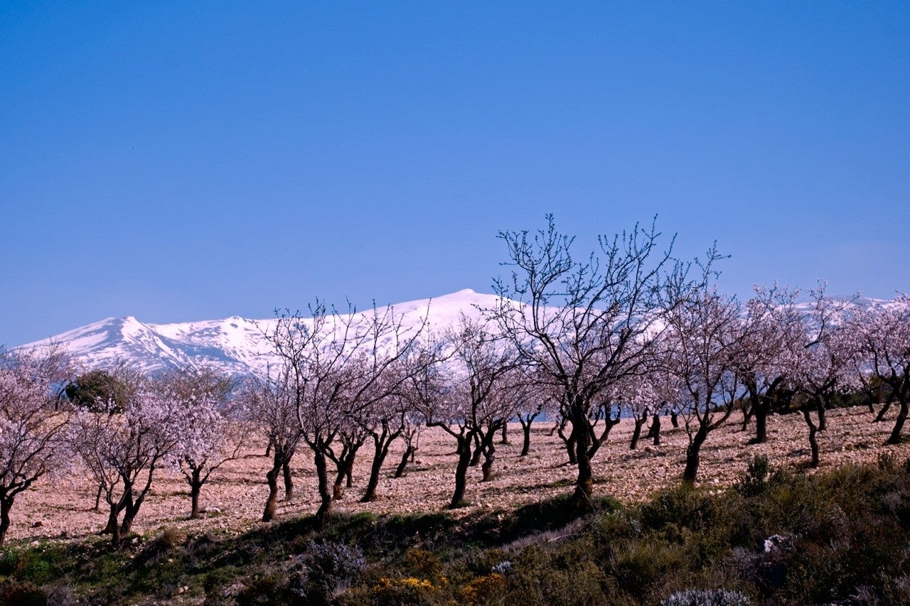 Villamena