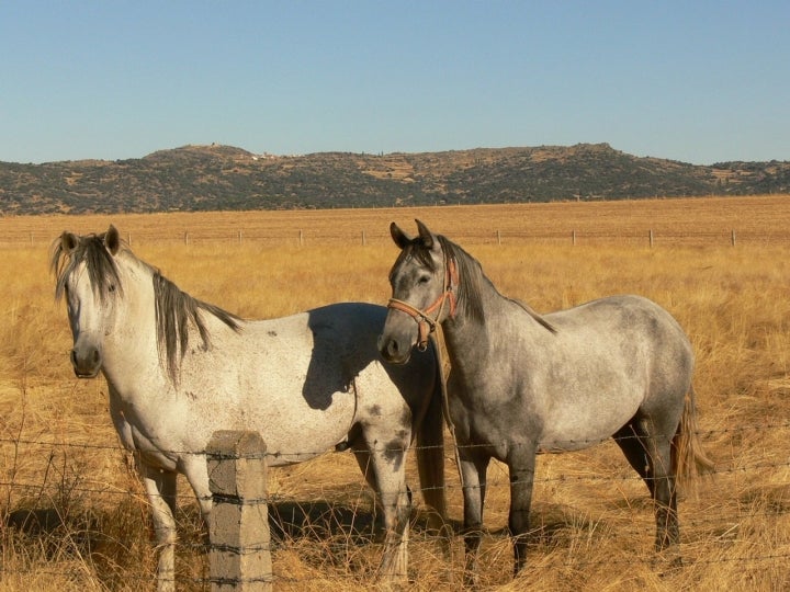 Caballos en el Valle del Corneja. Foto: Caskete vía Wikipedia.
