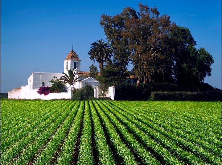 Campos de plantación de chufas en el municipio de Alboraya. Fotografía: Cortesía Ayuntamiento de Alboraya y Archivo València Turisme.