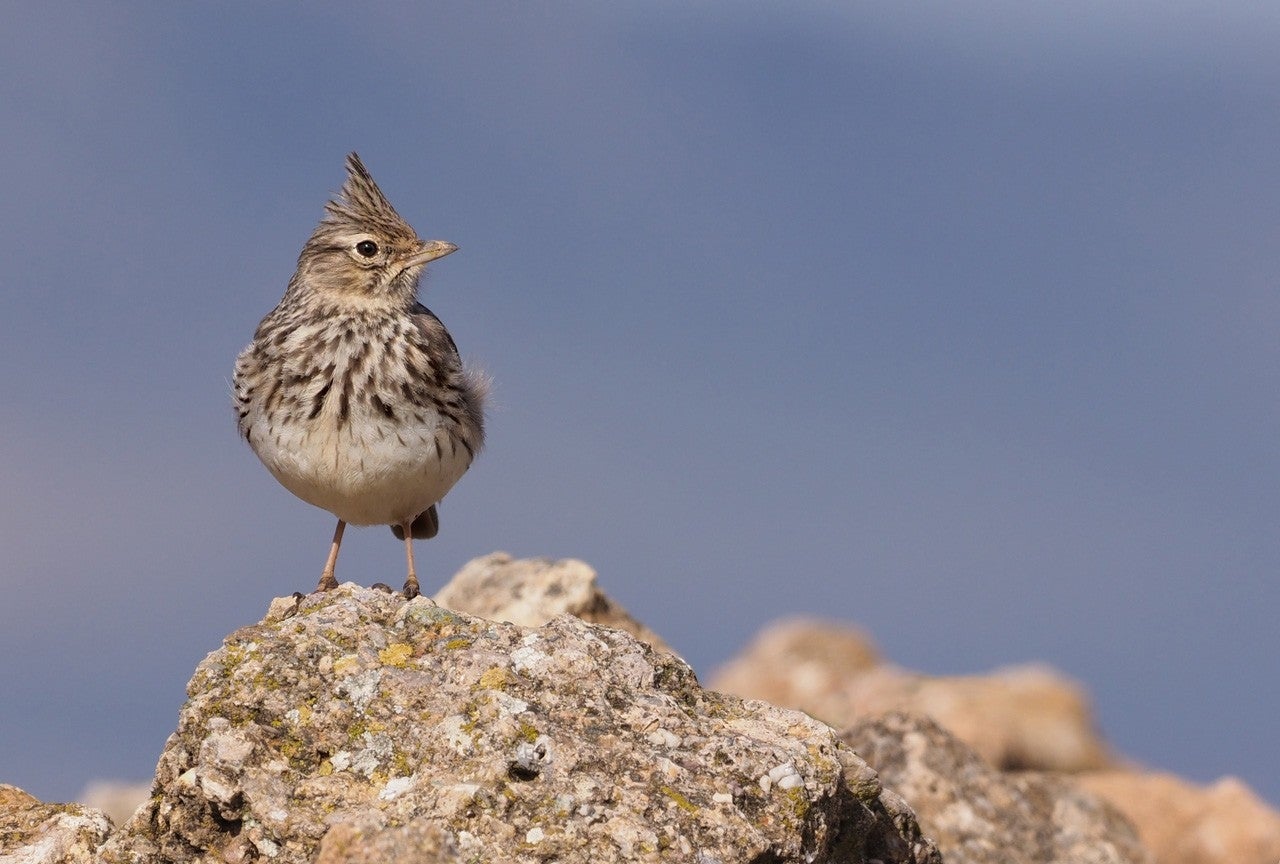 Buenache de la Sierra