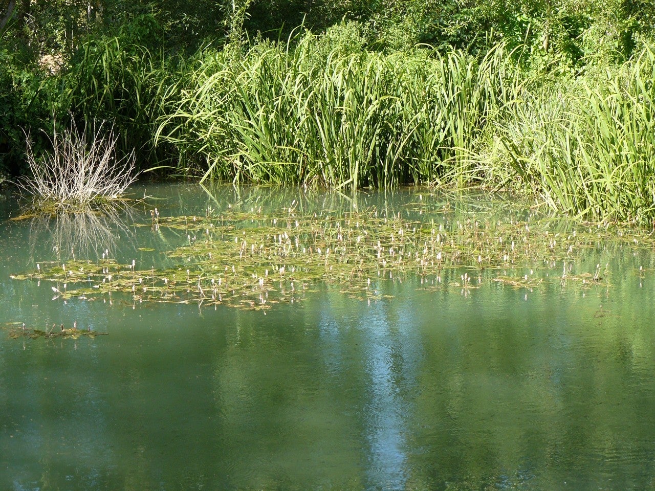 Ribota