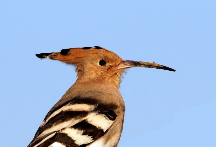 Este municipio leonés es un espléndido observatorio de aves como la abubilla. Fotografía: Zeynel Cebeci vía Wikipedia / CC BY-SA.