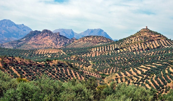 Los campos de olivos, un paisaje inseprable de esta comarca cordobesa. Fotografía: José Javier Martín Espartosa vía Visualhunt / CC BY-SA.