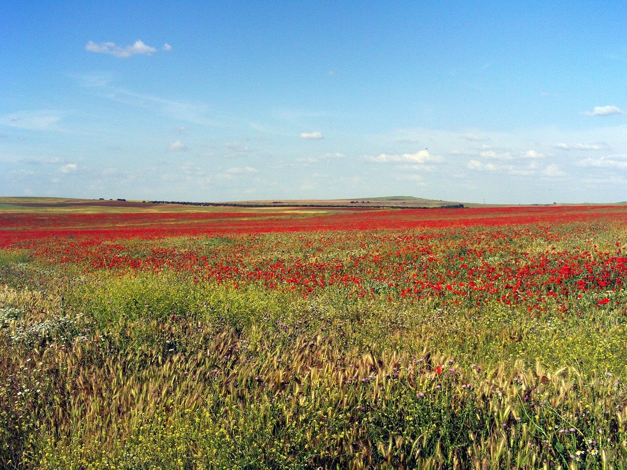 Pozuelo de Calatrava