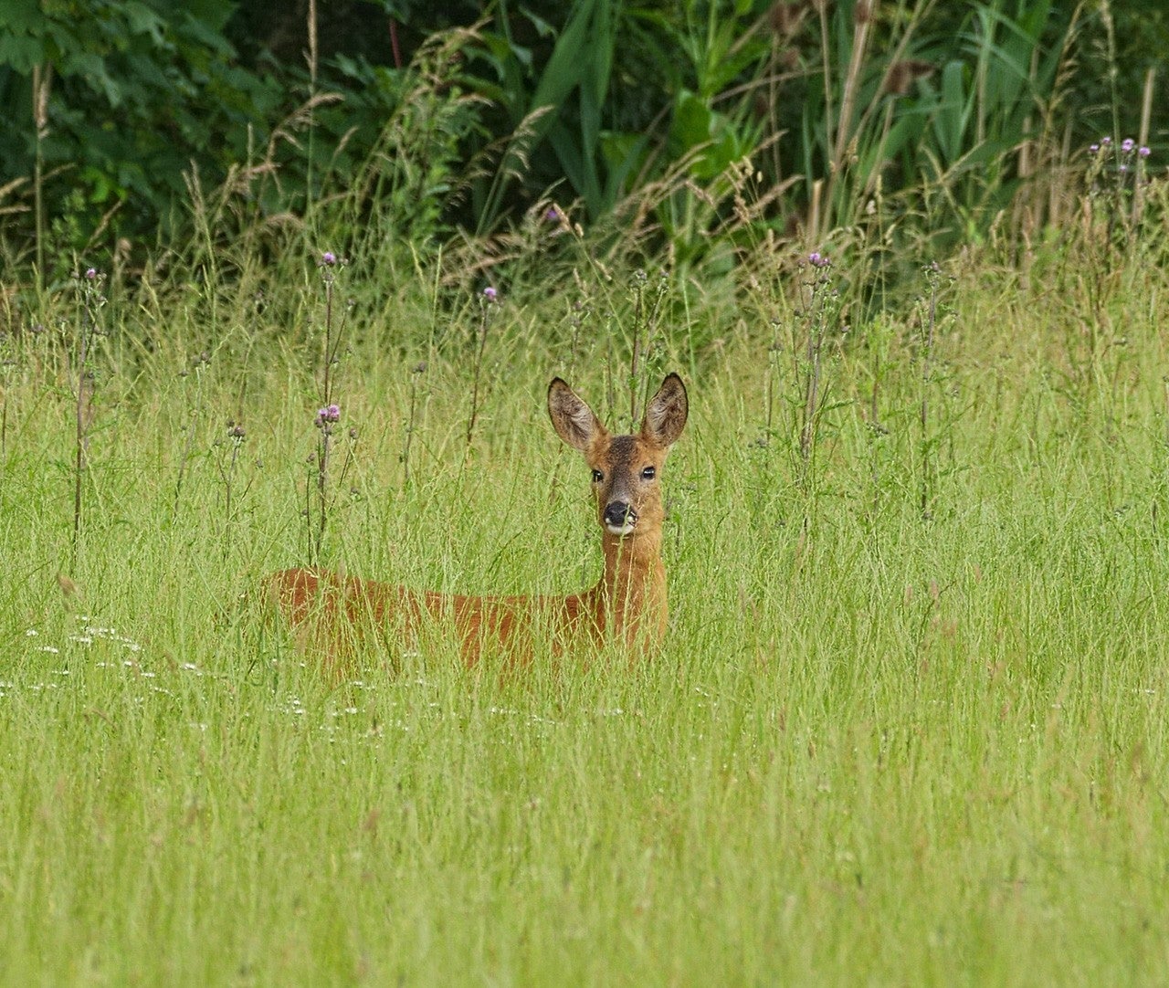 Megina