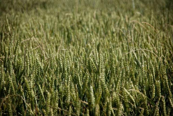 Los campos de Murieta están dedicados al cultivo del cereal. Foto: Bichuas (E.Carton) vía Visualhunt / CC BY-SA