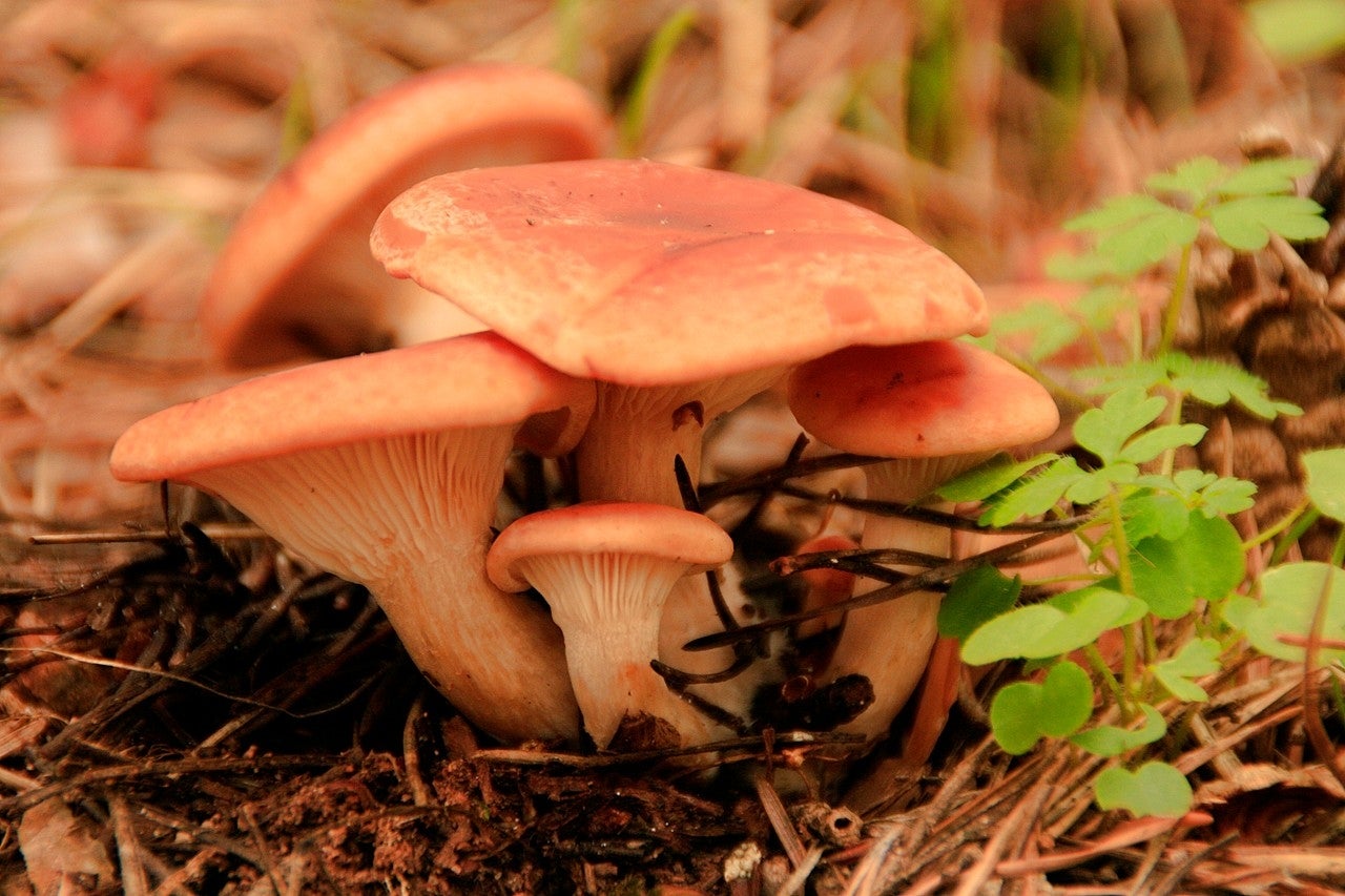 Sauquillo de Cabezas