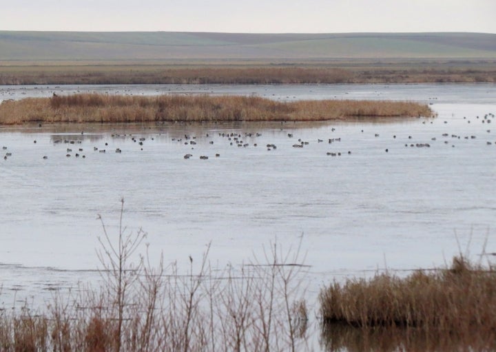 Está en los entornos del LIC de Laguna de la Nava. Foto: Víctor Salvador Vilariño via Wikipedia / CC BY-SA.