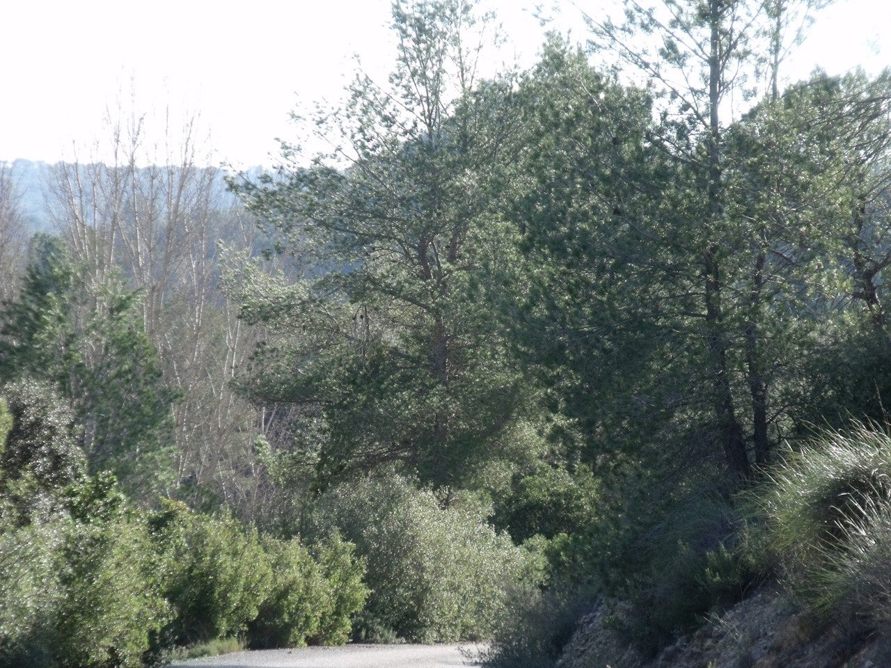 Almodóvar del Pinar