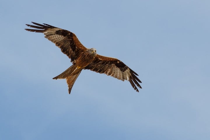 Milano real, una de las rapaces que habitan los alrededores de San Andrés del Rey. Foto JMArmengod via Visual Hunt