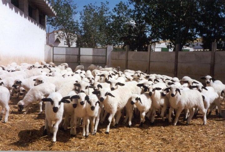Lechazos de raza churra, abundantes en Marazuela. Foto: Wikipedia / CC BY.