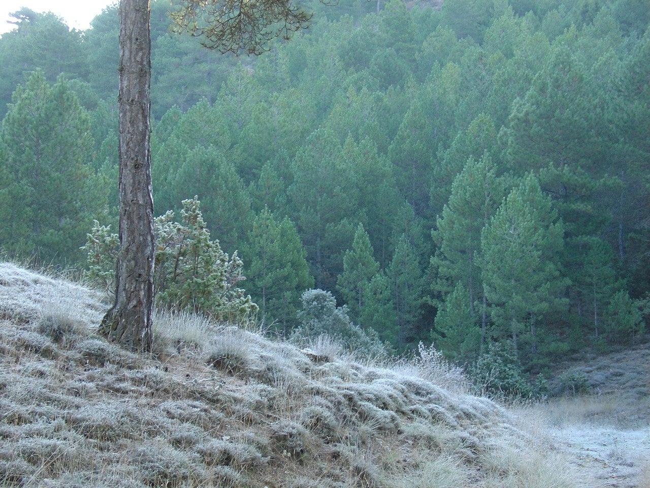 Valdemeca