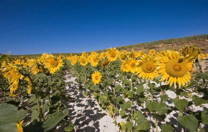 Uno de los cultivos de la zona de Berny-Zapardiel es el girasol. Foto: El Coleccionista de Instante vía Visualhunt.com / CC BY-SA.